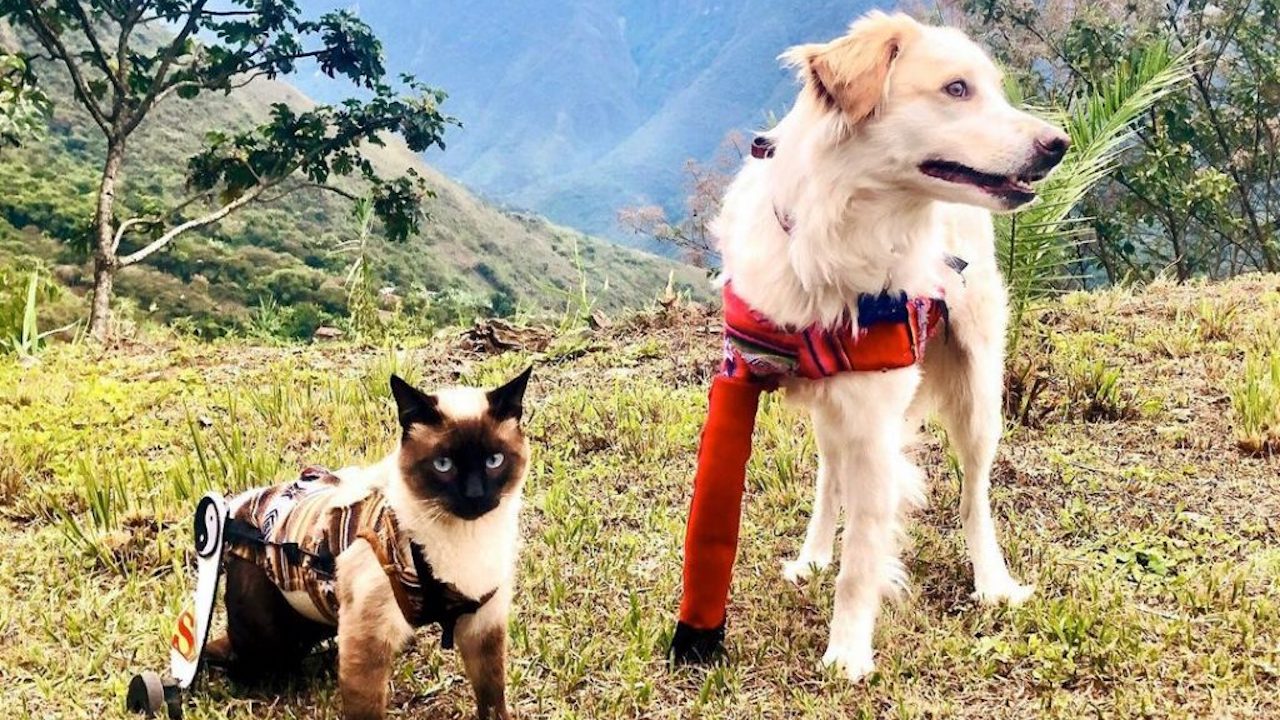 Cane e gatto amici