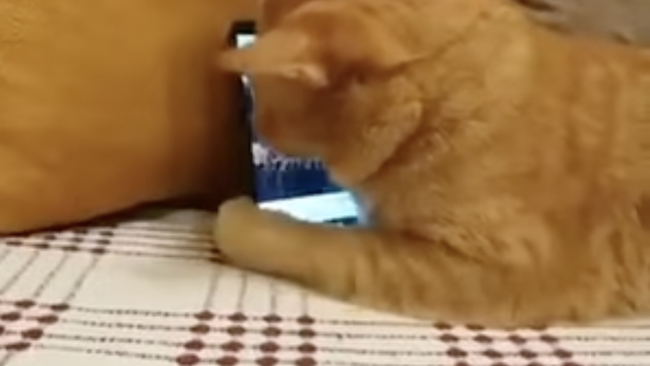 Gatto con telefono