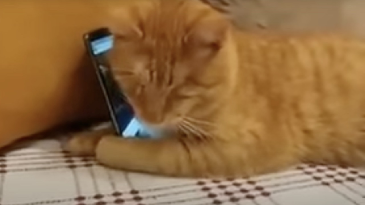 Gatto sente telefono