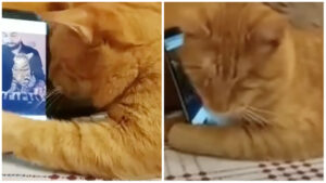 Gatto cieco si porta vicino lo smartphone per sentire la musica