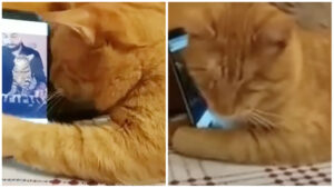 Un gatto cieco commuove tutti abbracciando il telefono quando suona il suo pianista preferito