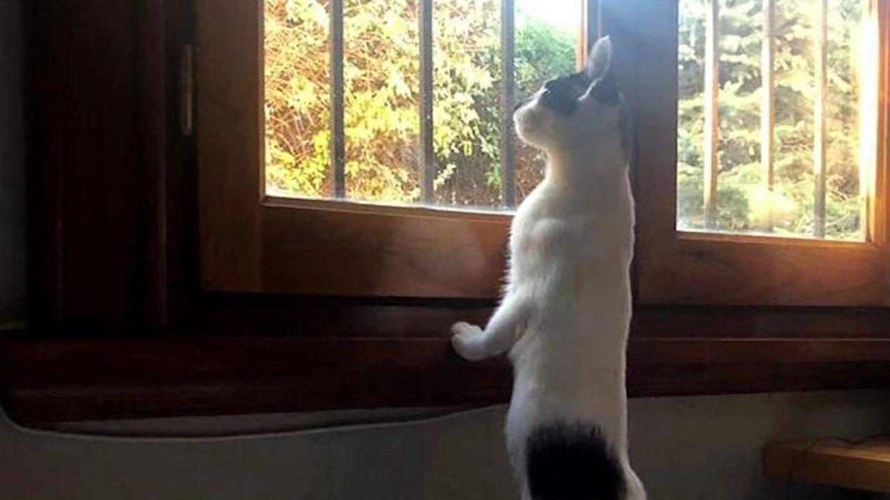 Gatto guarda fuori dalla finestra