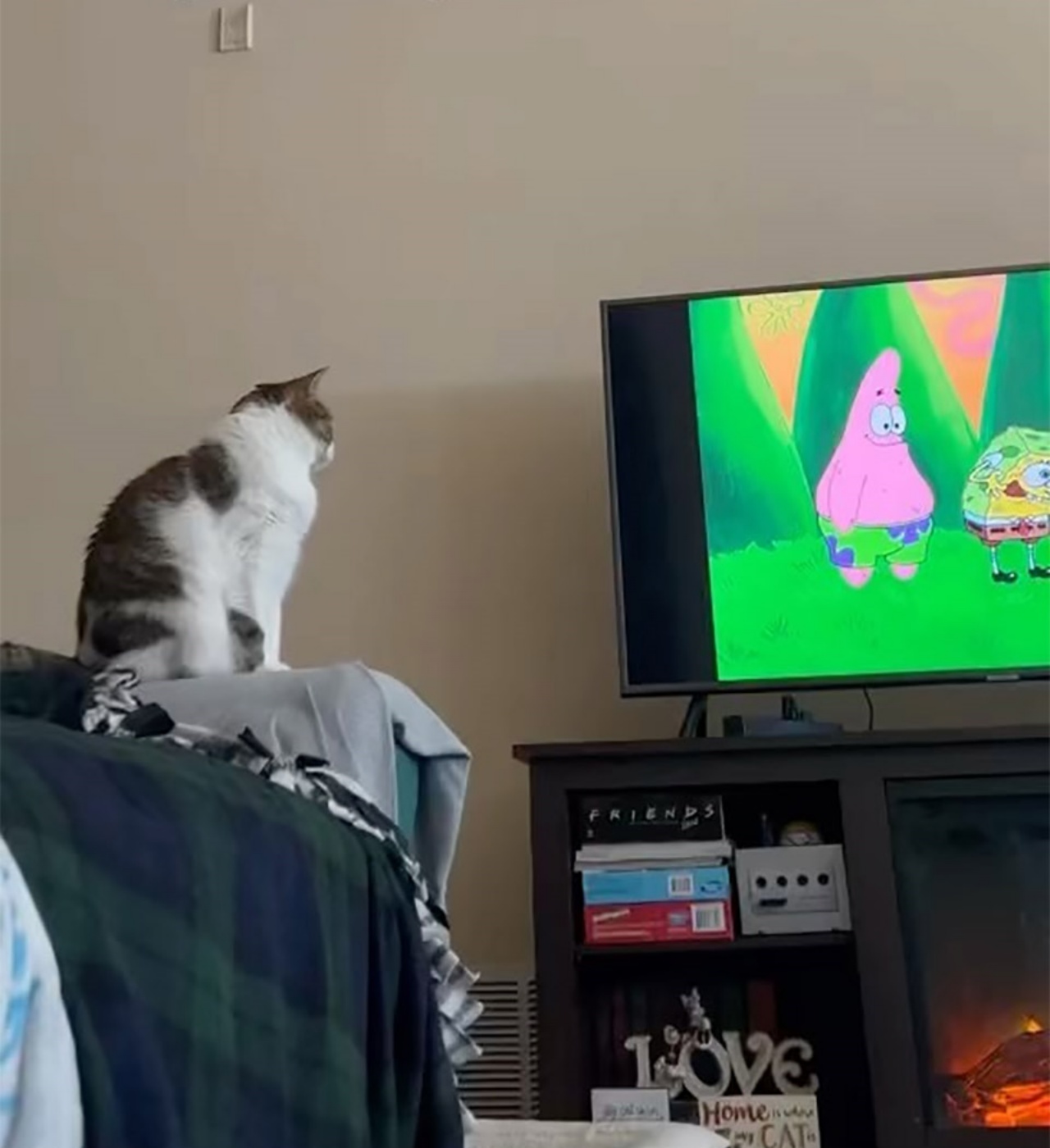 Gatto guarda i cartoni animati