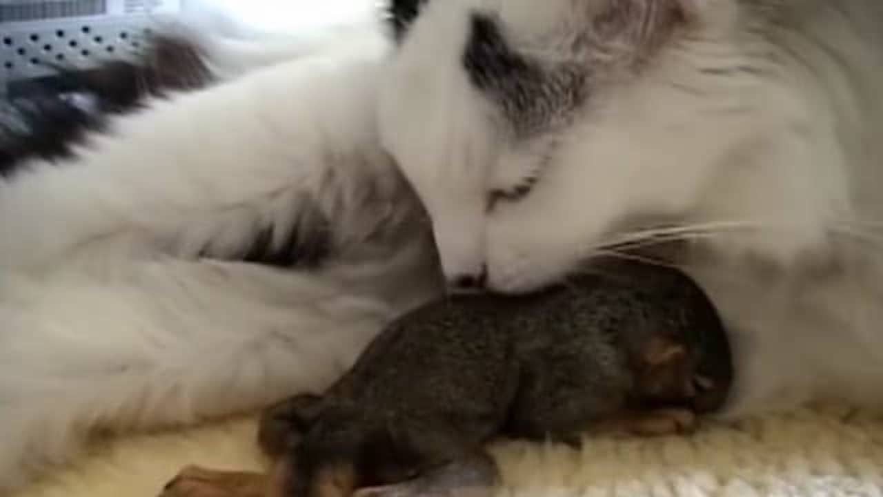 Gatto fa le coccole a un piccolo scoiattolo
