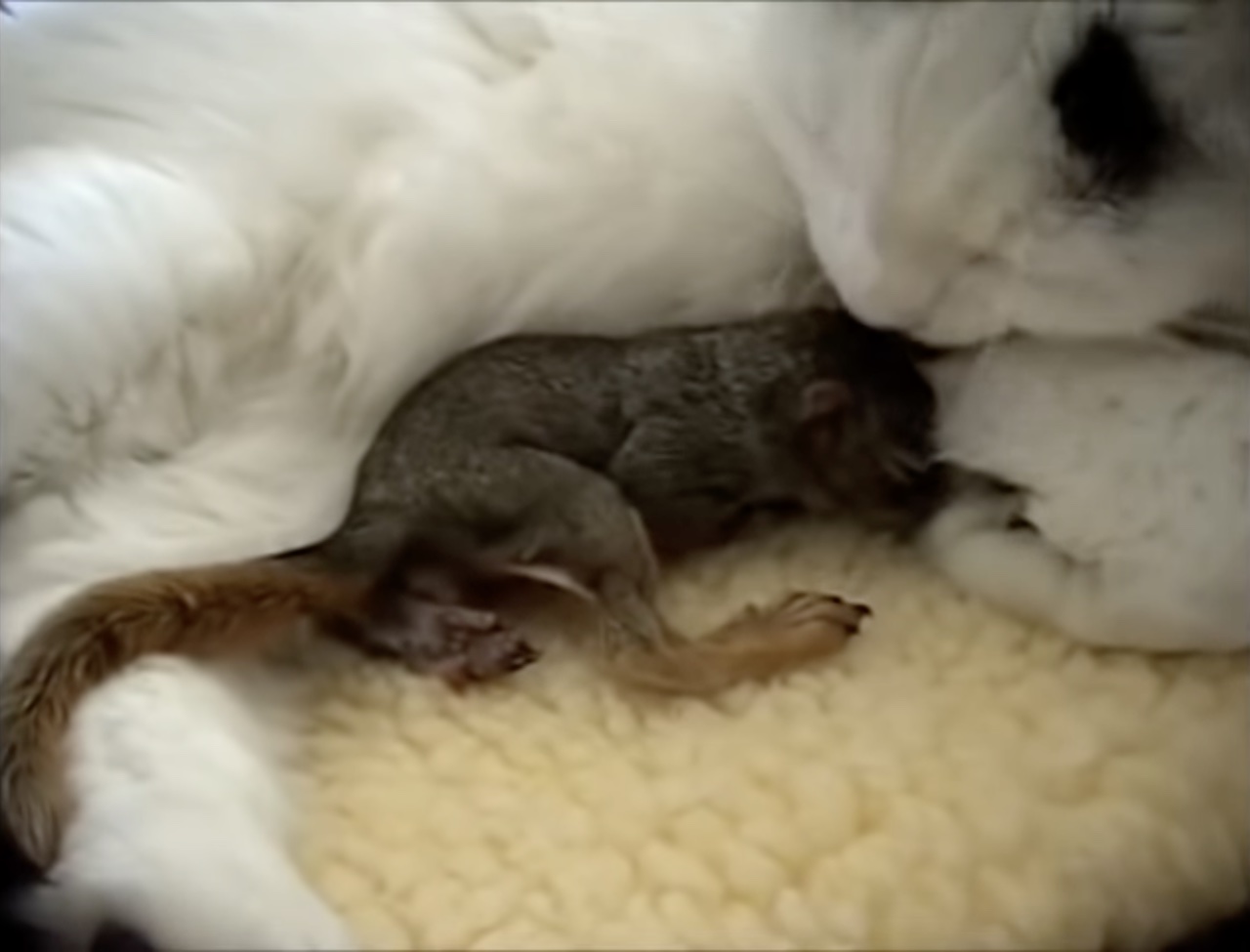 Gatto si prende cura di uno scoiattolo