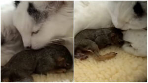 Gatto materno con scoiattolo