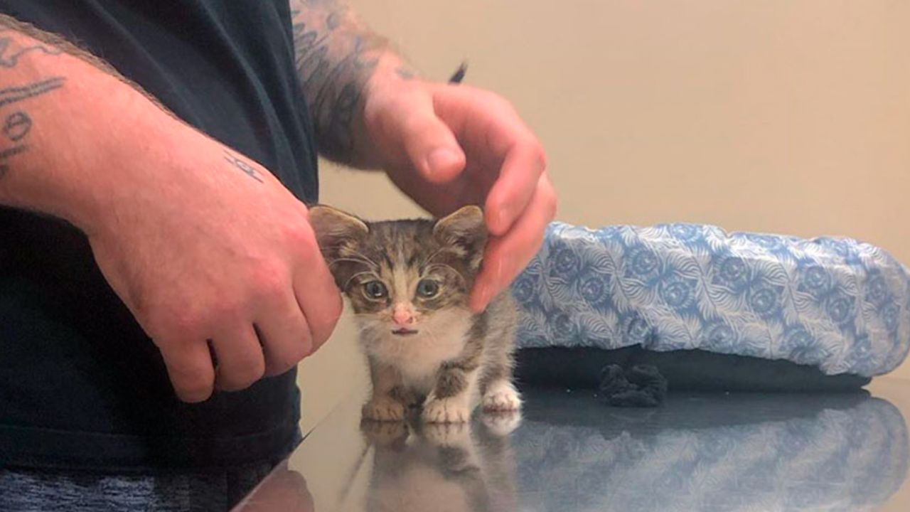 una piccola gattina viene tolta dalla strada