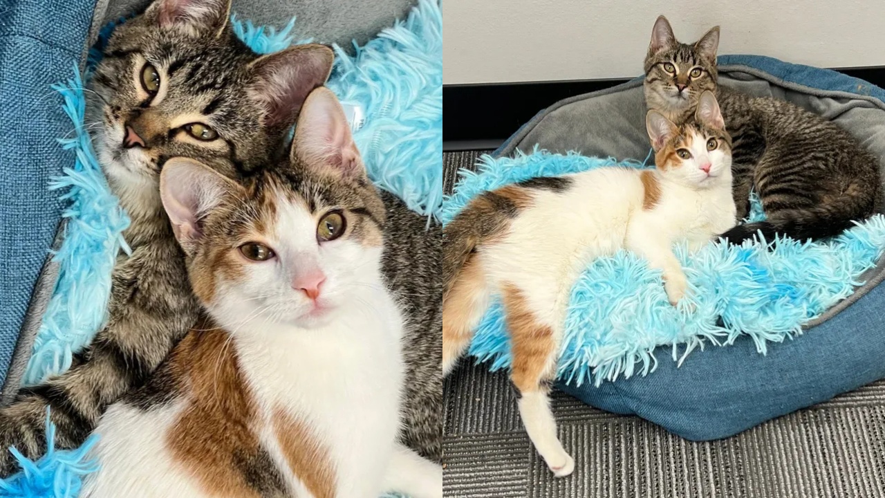gatti inseparabili