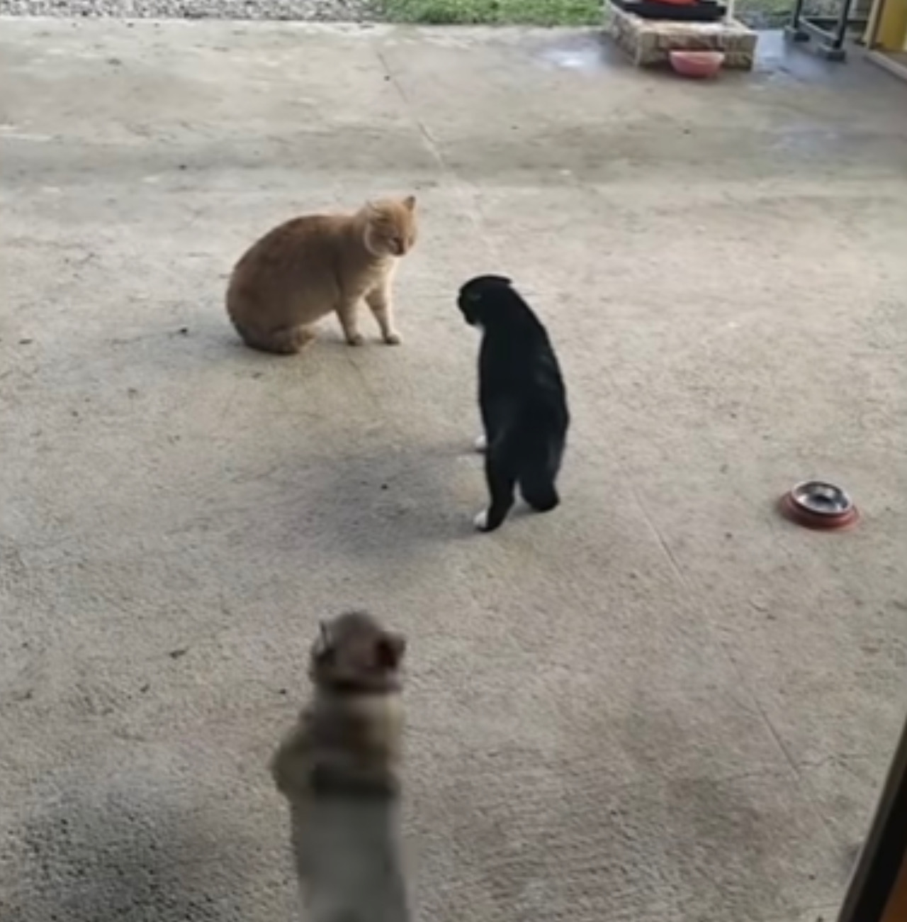 Cane guarda i gatti