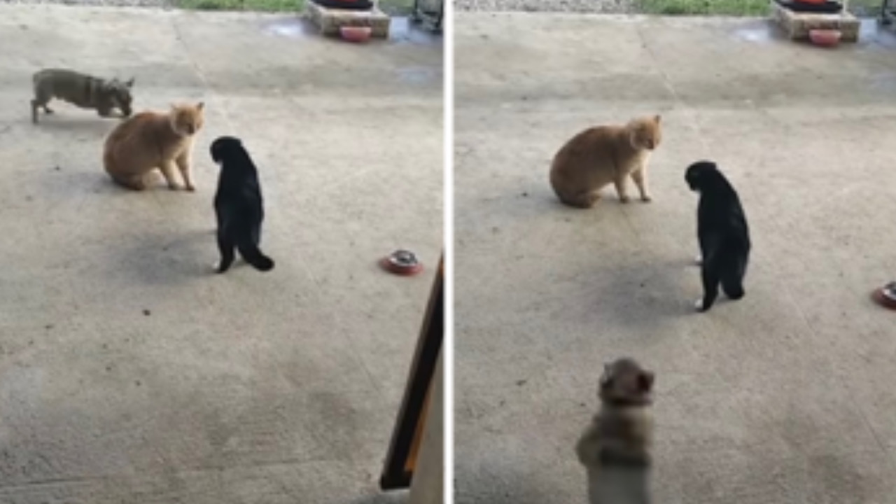 Mentre i due gatti litigano il cane si diverte