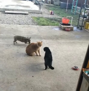 I due gatti litigano ferocemente e il cagnolino si diverte da matti