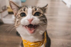 I gatti miagolano in modo diverso quando sono da soli e in presenza degli umani e la spiegazione non è quella che credevate