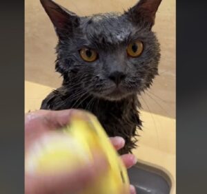 I gatti odiano l’acqua? La routine di bellezza di questo micio sembra proprio dire il contrario