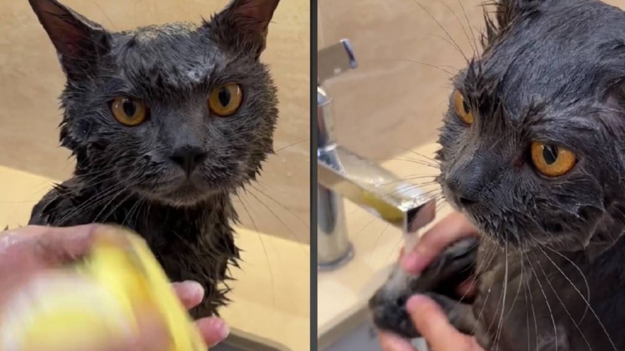 bagno gatto