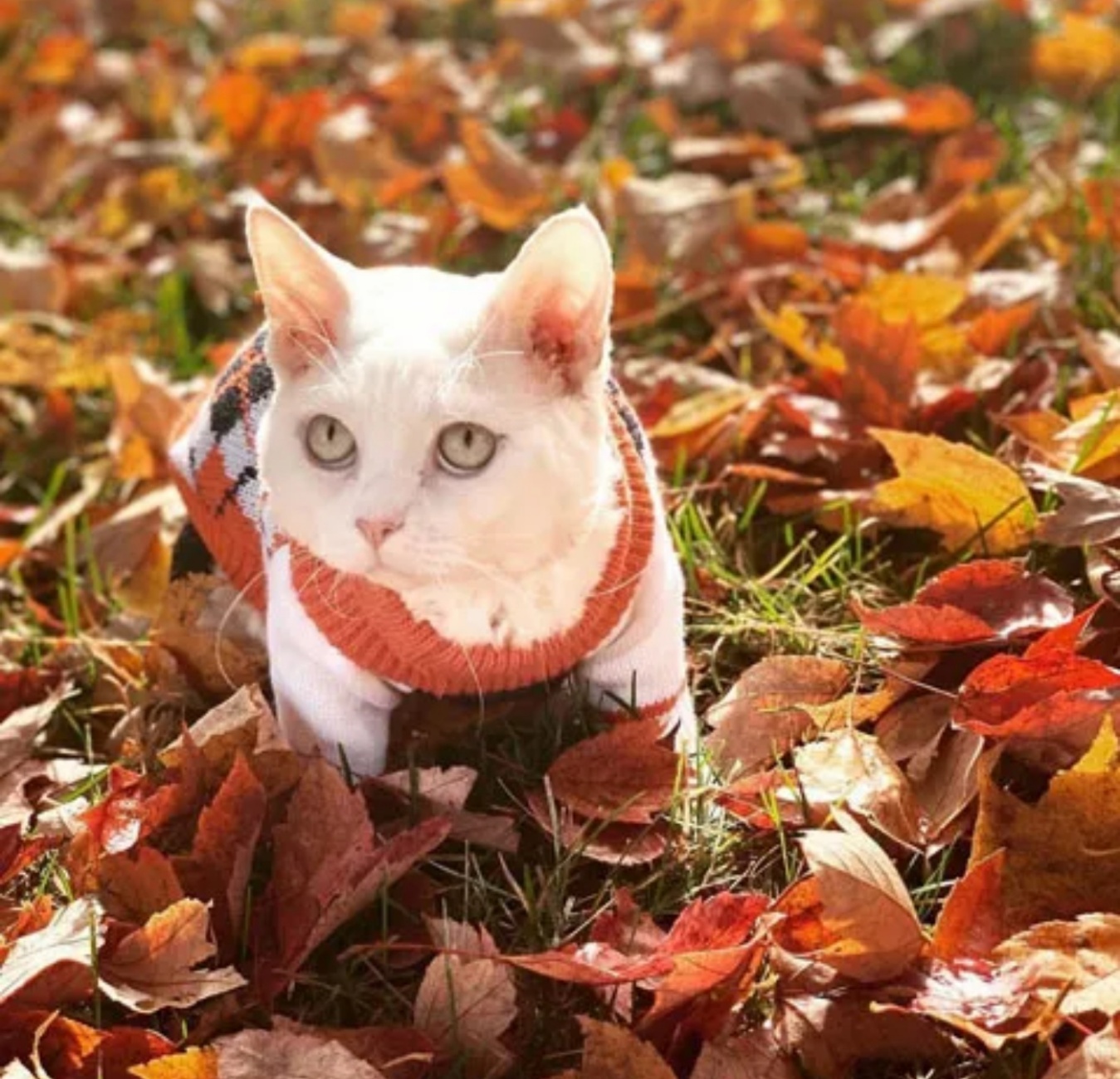 gattino sulle foglie