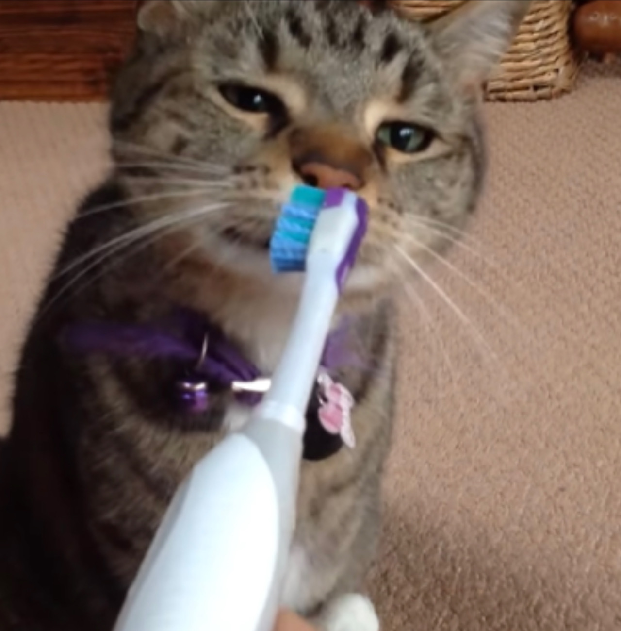 Gatto mangia lo spazzolino