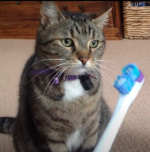 Gatto fissa lo spazzolino