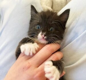 Il gattino traballante si è trasformato appena ha lasciato il rifugio