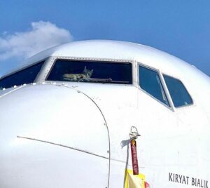 Il gatto che sognava di fare il pilota, è salito su un aereo, ma ha distrutto il pannello di controllo