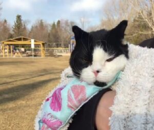 Il gatto con diverse malattie sta vivendo la sua vita migliore grazie ad una donna