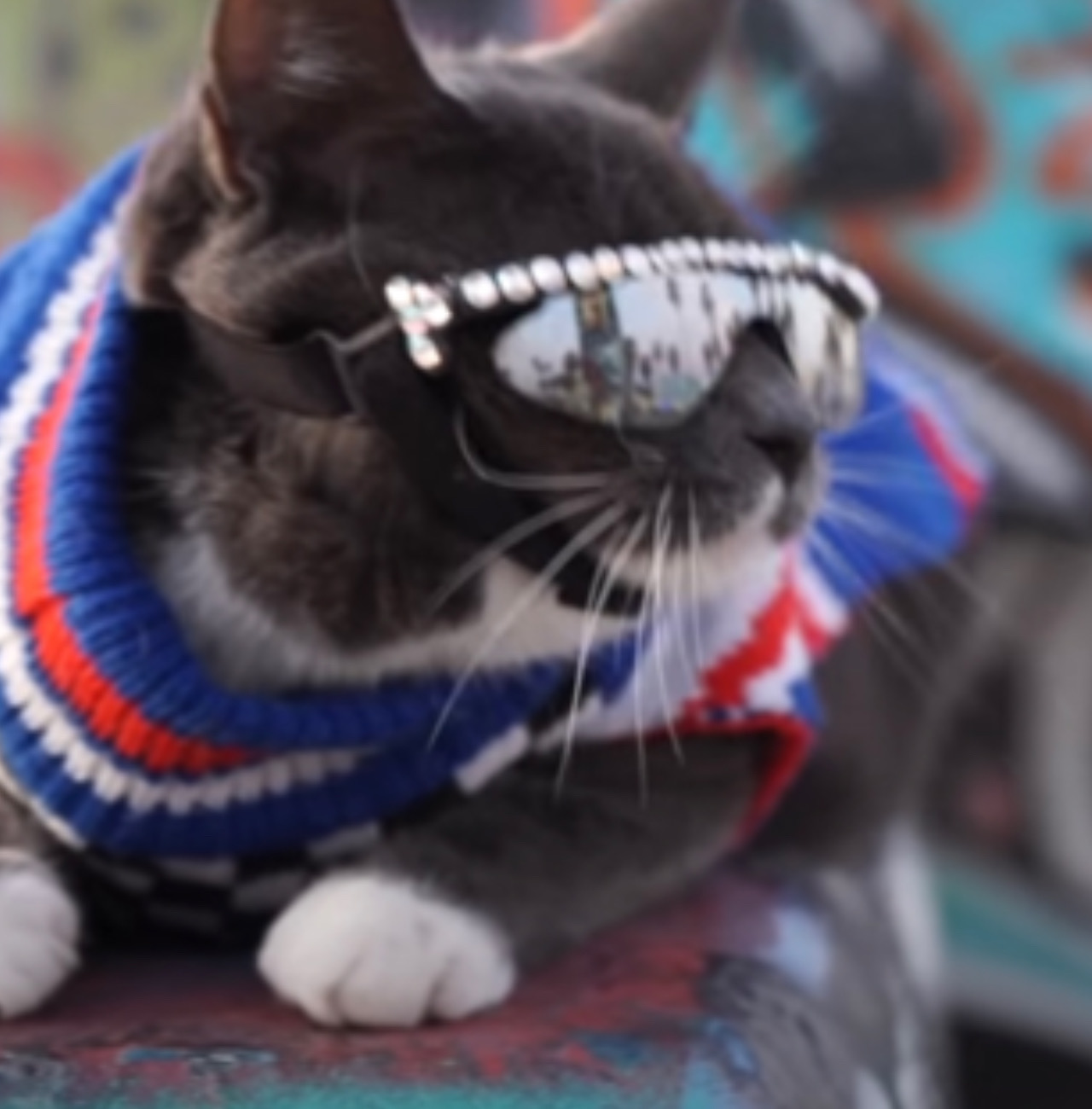 Gatto insoddisfatto il maglione