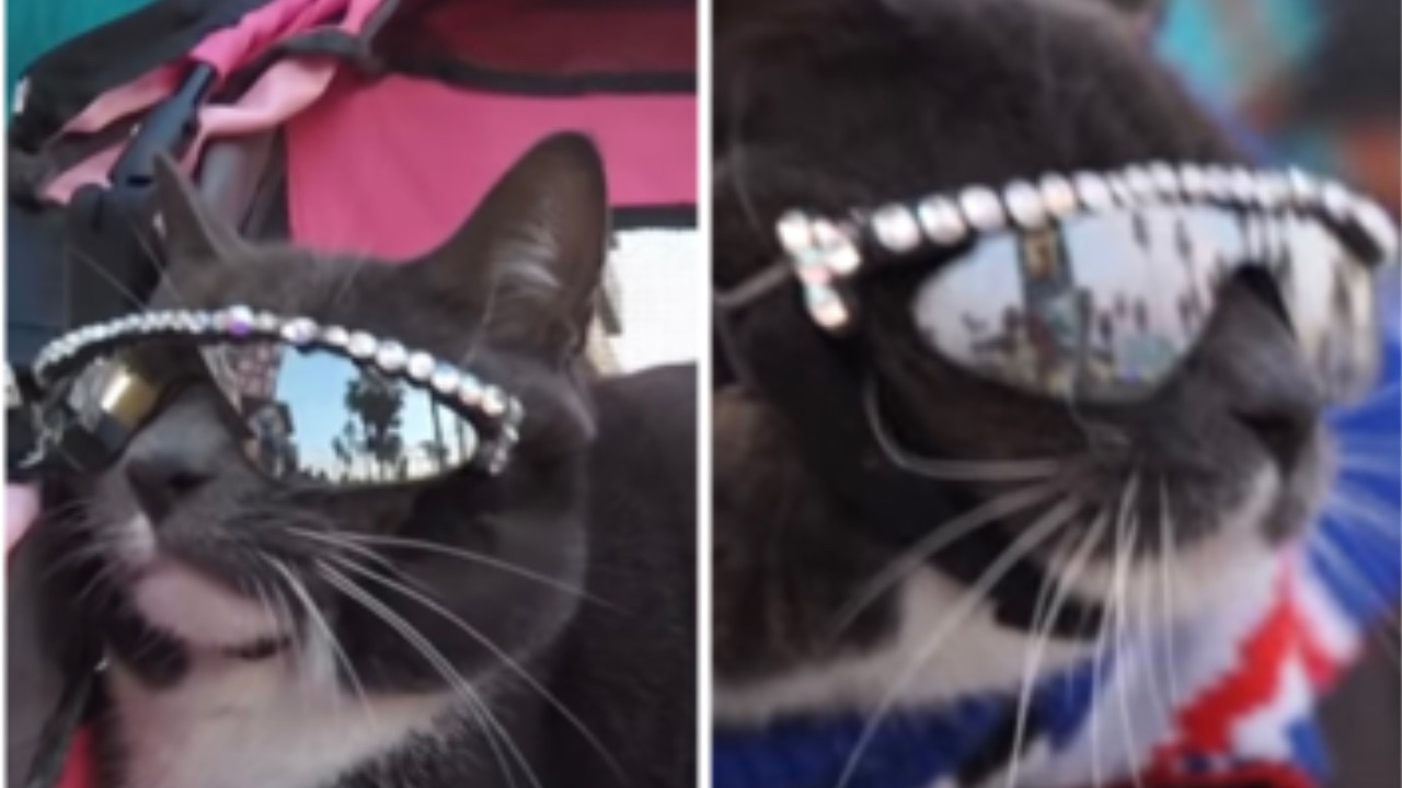 Gatto indossa l’occhiale