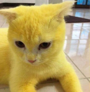 Il gatto diventa giallo dopo che la sua proprietaria aveva provato a curare un’infezione: cos’è successo al povero micio