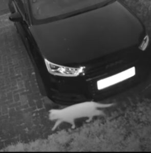 Il gatto è inseguito da quello che sembra essere un fantasma: l’inquietante video