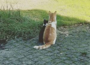 Il gatto fa amicizia con un micio randagio e lo porta a casa per convincere i suoi padroni ad adottarlo