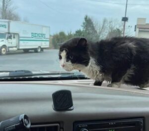 Il gatto randagio salta su un’auto sconosciuta e chiede aiuto