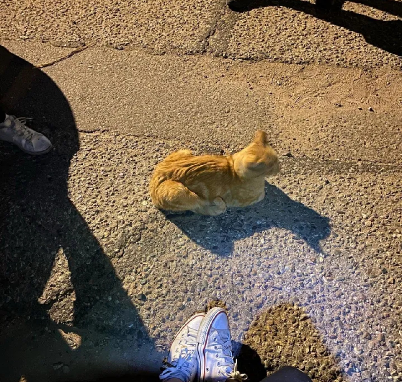 gatto in strada