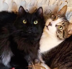 Il gatto si affeziona a una famiglia e torna settimane dopo con un amico: erano pronti per il cambiamento