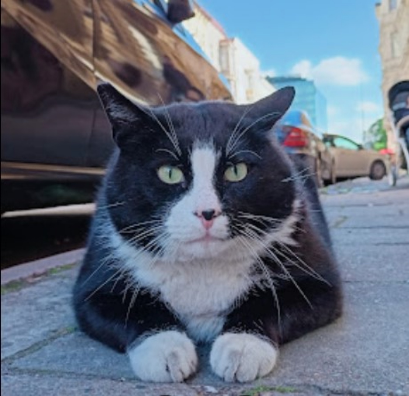 gatto nero e bianco