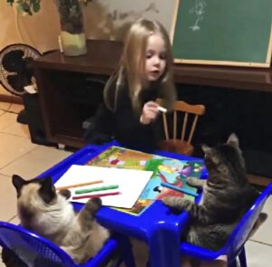 La bambina impartisce la lezione a degli alunni speciali: i suoi amatissimi gatti