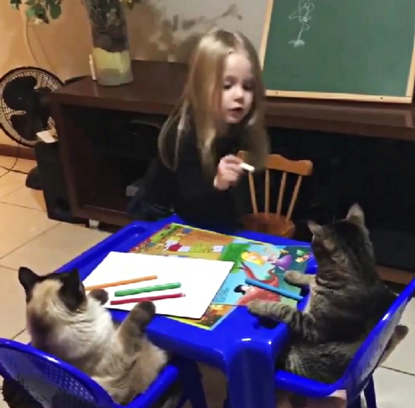 gatti e bambina