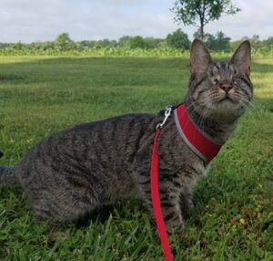 La gatta cieca trova la felicità grazie alla veterinaria che l’ha salvata dall’eutanasia