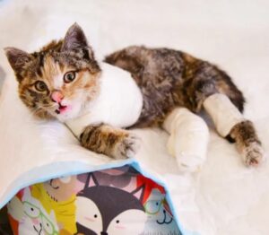 La gattina a tre zampe ha trovato la sua umana dopo essere stata investita da un’auto