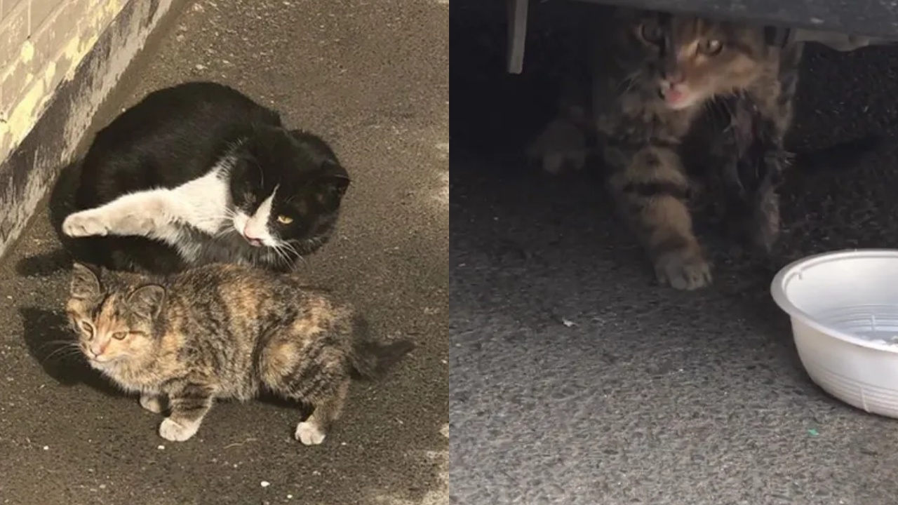 gattina e mamma gatta