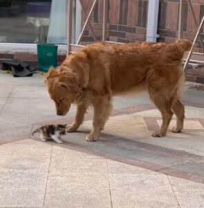 La gattina abbandonata trova il papà più dolce e inaspettato: un cane che le insegna proprio tutto