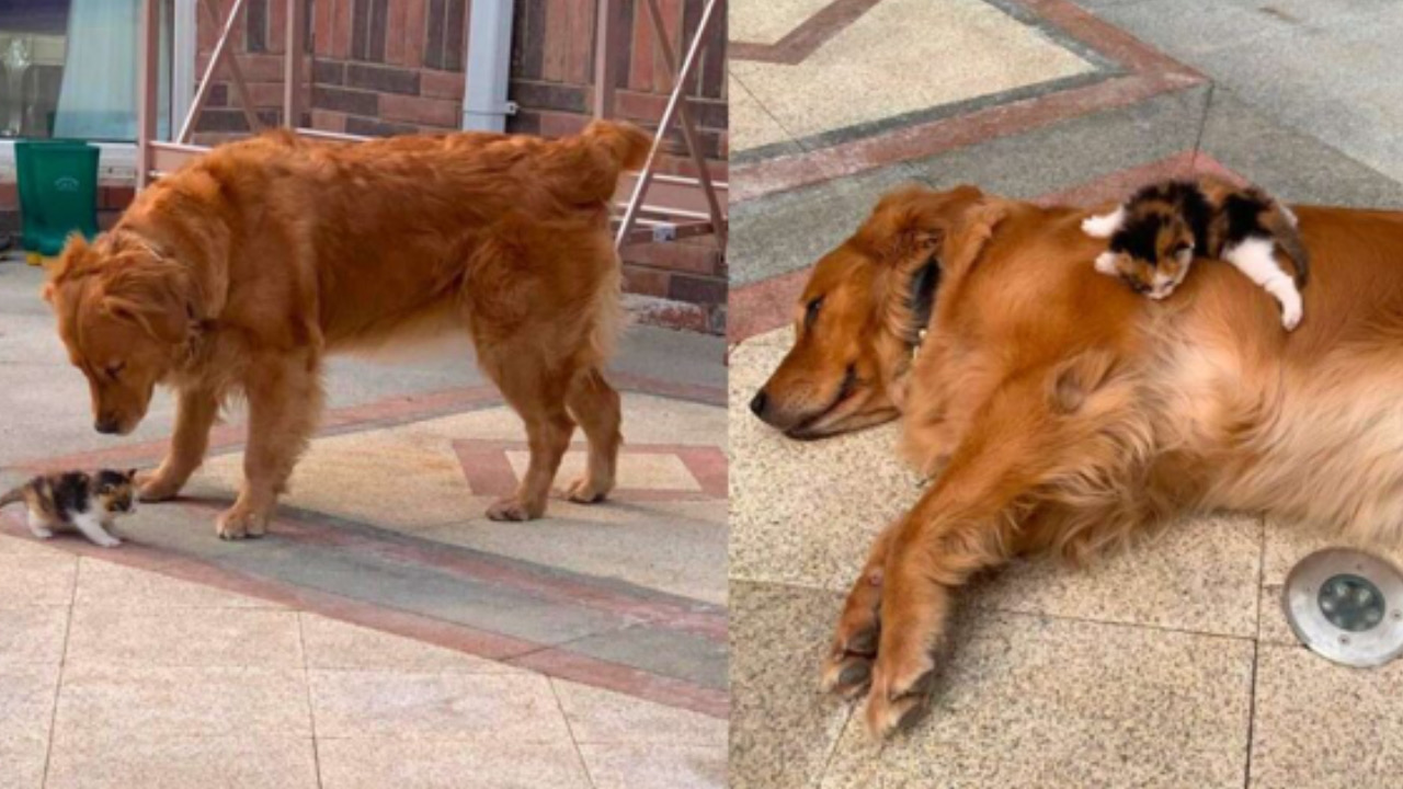 Gattino sta vicino al cagnolino