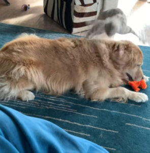 La gattina piena di energie fa “parkour” sul suo amico Golden Retriever