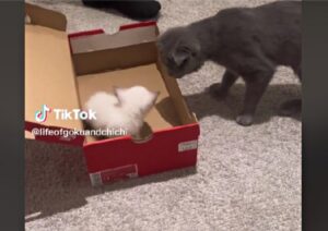 Lo Scottish Fold incontra per la prima volta il nuovo gattino, ma la sua reazione è tutta da ridere