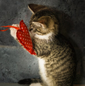 L’originale regalo di San Valentino che ha a che fare con la lettiera dei gatti: di cosa si tratta