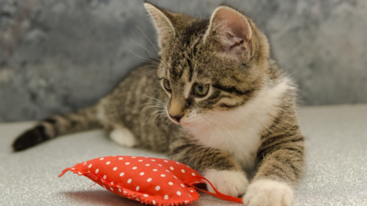 Gatto stringe un cuoricino di stoffa