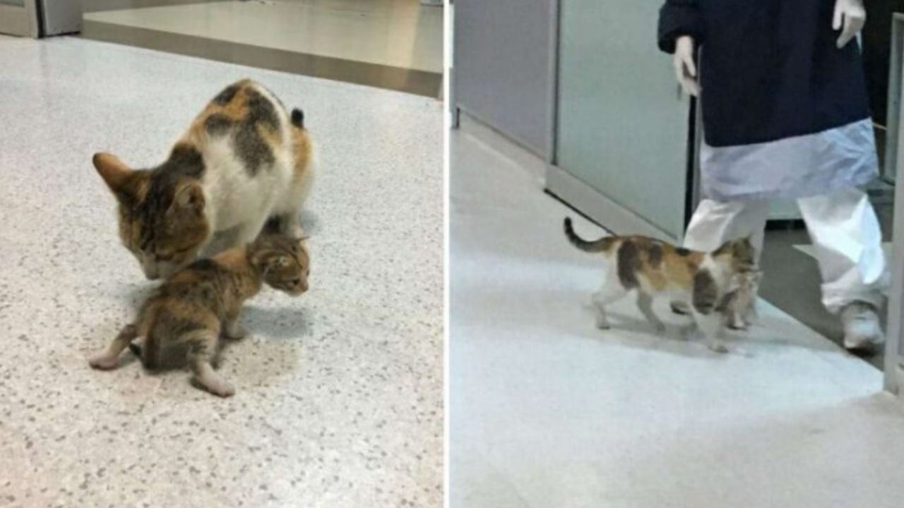 Mamma gatta porta il gattino in bocca presso una clinica veterinaria