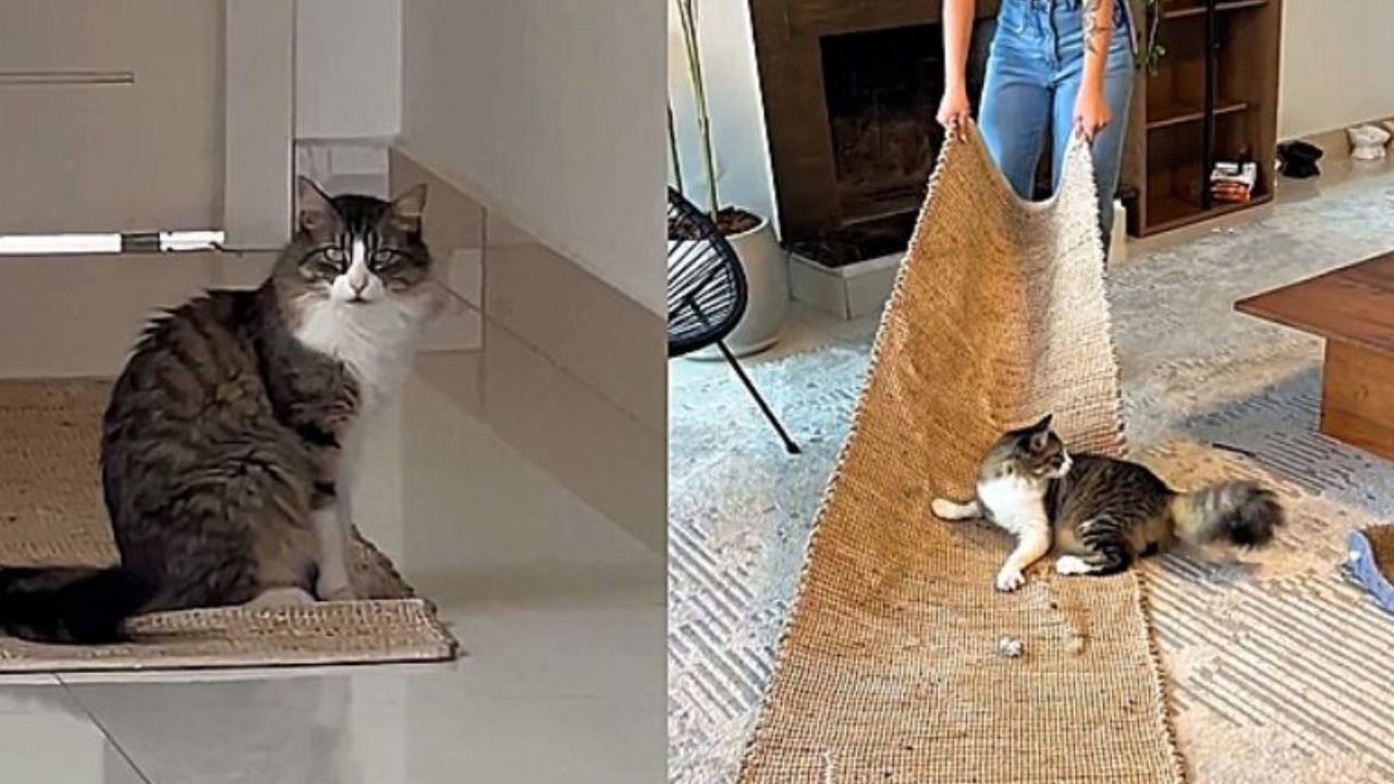 Un gatto di nome Manoel che gioca con tappeto
