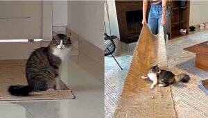 Un gatto di nome Manoel gioca con i suoi genitori adottivi e conquista il mondo del web