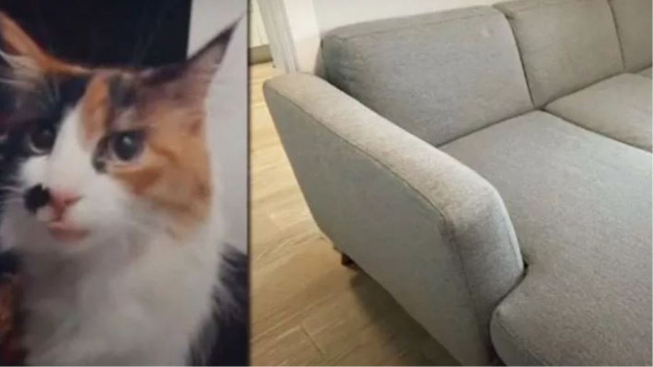 Un gatto di nome Marley e un divano grigio