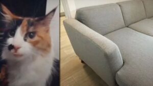 Marley, il gatto scomparso da casa perché venduto insieme al divano: cosa è successo?