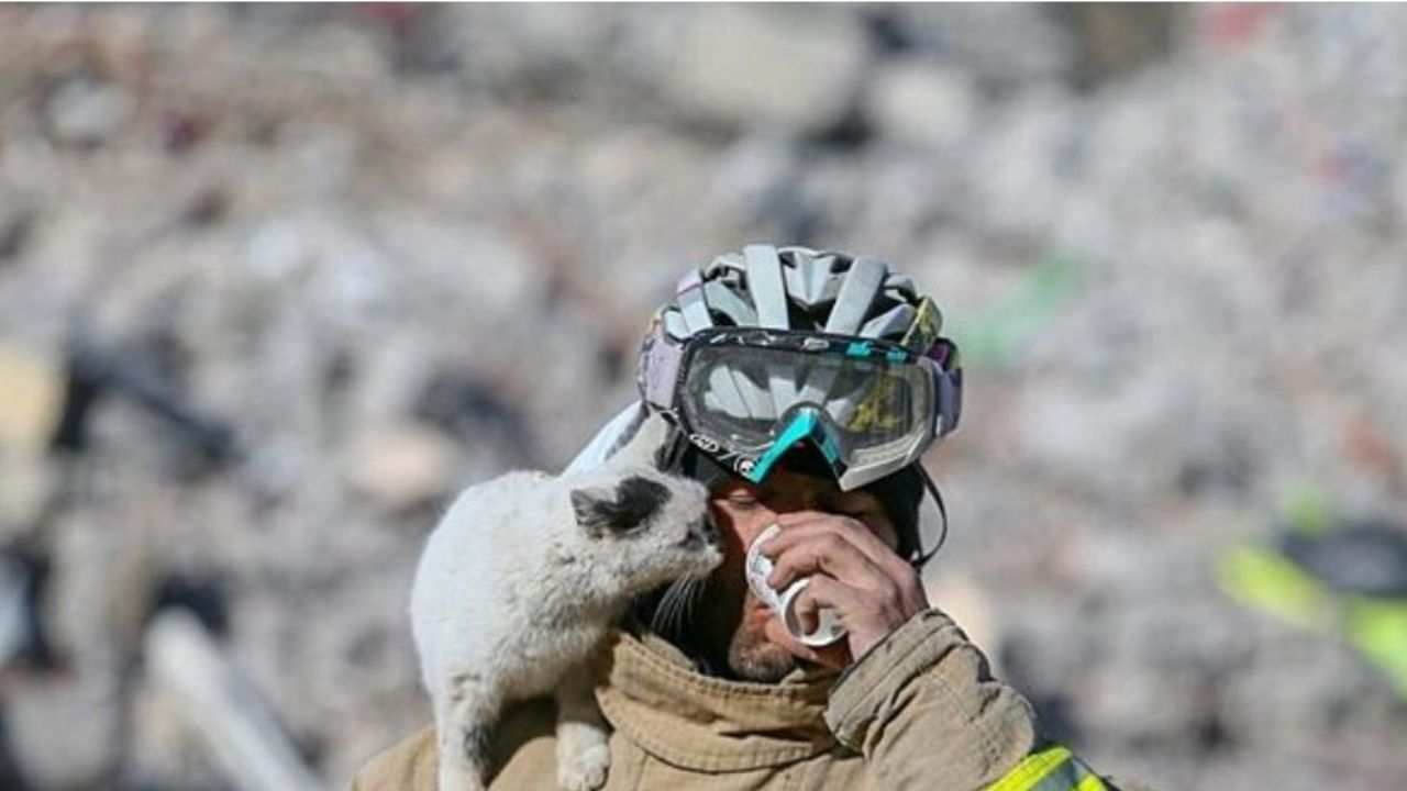 gatto bianco e nero in spalla a pompiere 